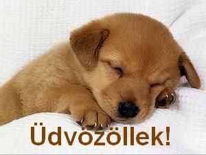 kutya011.jpg kutya011.jpg