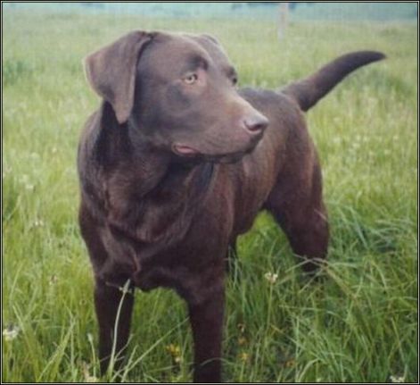 labrador-chocolate-brd.jpg labrador-chocolate-brd.jpg
