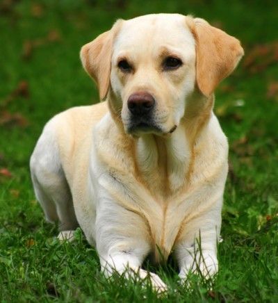 labrador-retriever.jpg labrador-retriever.jpg